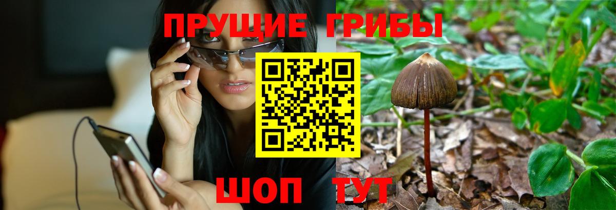 Псилоцибиновые грибы Psilocybe  Вход с VPN  Сыктывкар  купить  цена  Галлюциногенные грибы прущие грибы 
